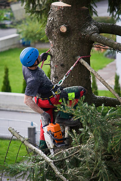 Best Tree Removal  in Troy, IL